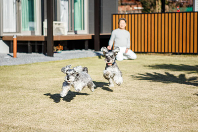 愛犬が思い切り走り回れるドッグラン