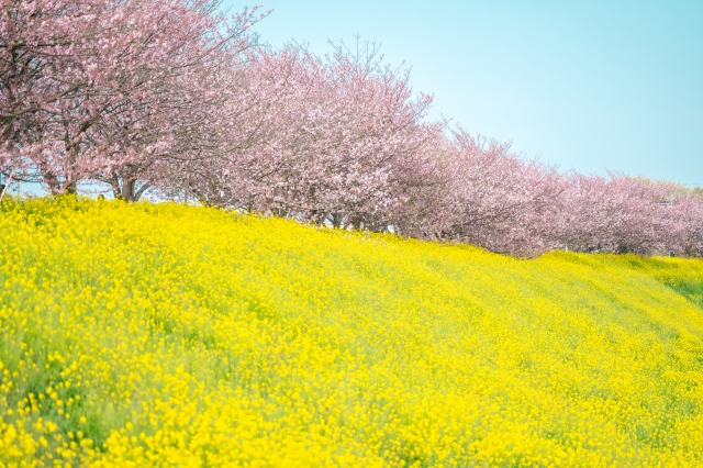 小山市の思川桜並木